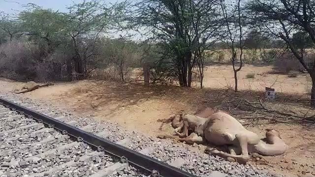 शिवपुरी में मालगाड़ी की चपेट में आने से 7 ऊंटों की मौत