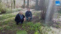 Les plantes sauvages avec Elisabeth Busser de Plantasanté 3/6