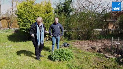 Les plantes sauvages avec Elisabeth Busser de Plantasanté 4/6