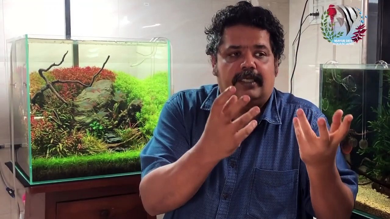 How to use Rainwater in Aquarium, Rainwater harvesting planted aquarium