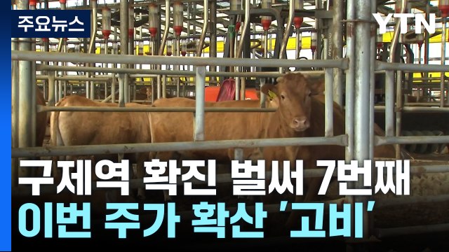 구제역 전국 확산 우려...백신 항체 생기기 전 '이번 주가 고비' / YTN