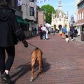 Chichester Cathedral welcomes dogs