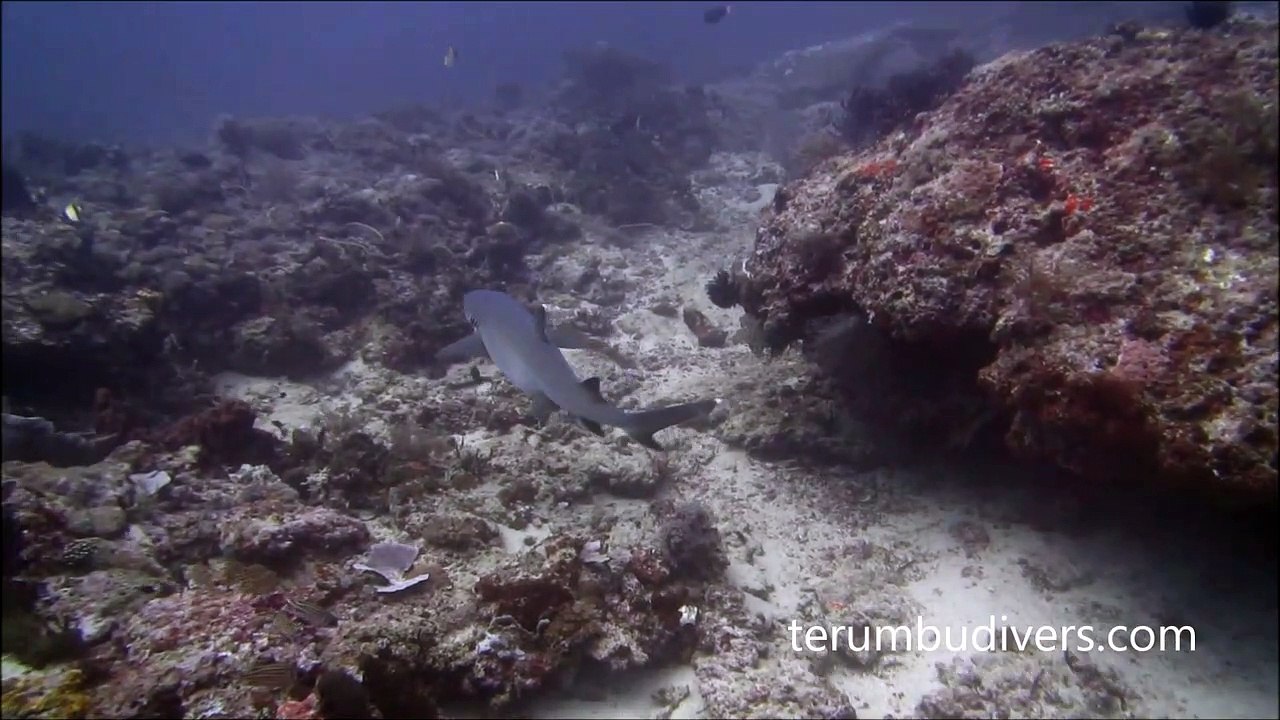 diving with sharks