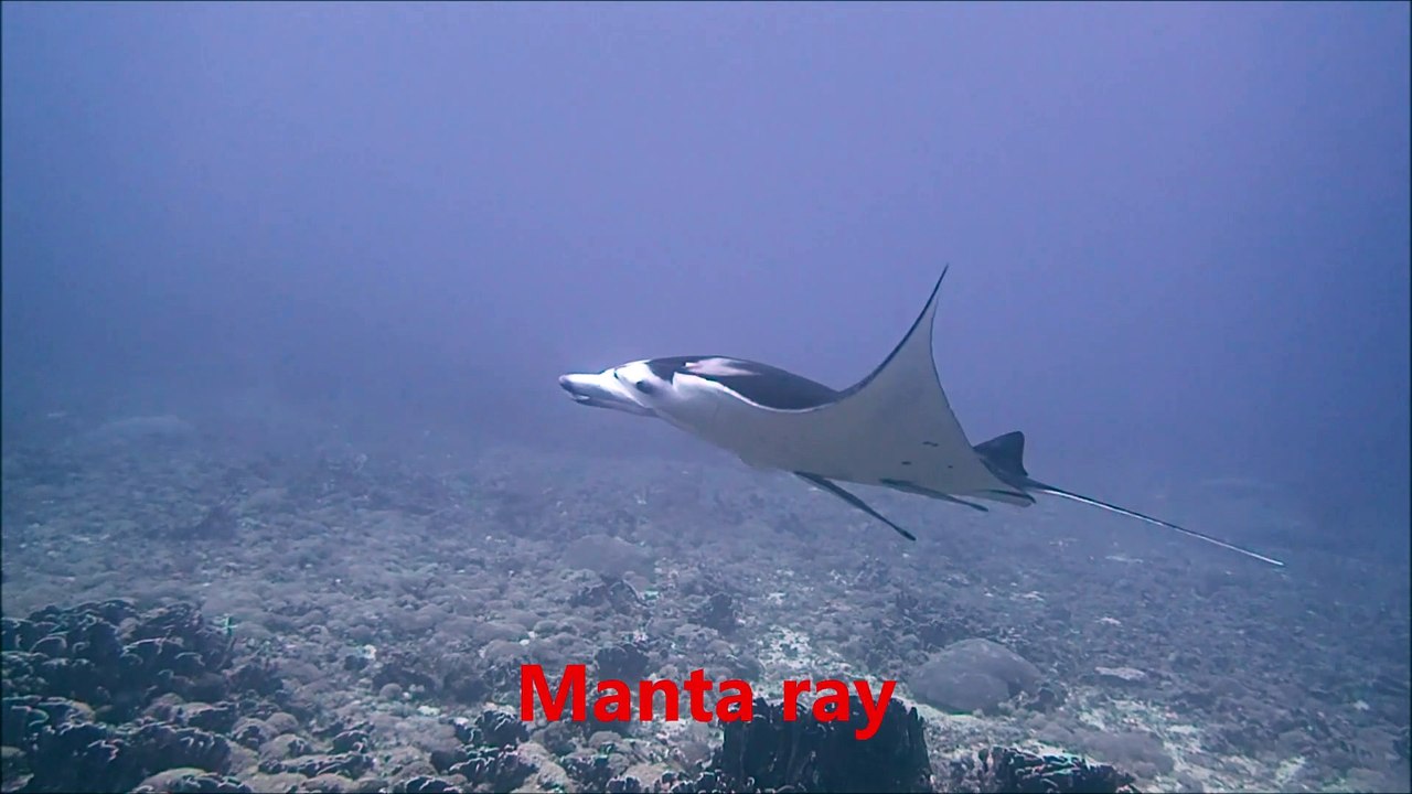 big animals : manta