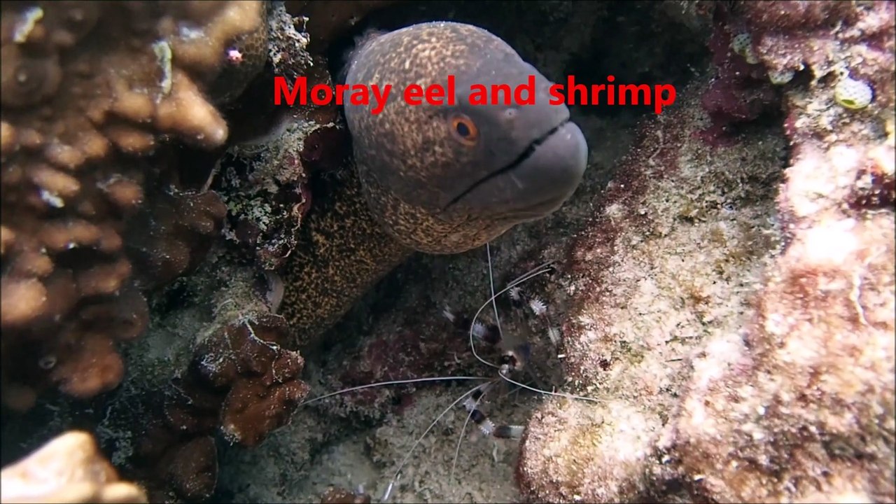 Moray Eels