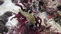 Frogfish and leaf scorpionfish