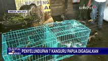 Penyelundupan 7 Kanguru Papua Digagalkan Polisi, 2 Orang Diamankan