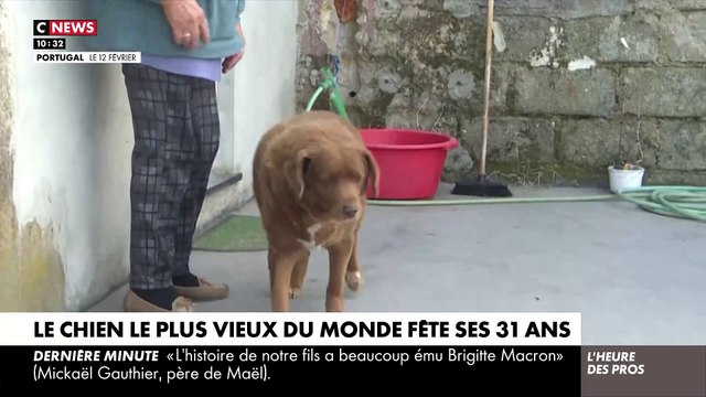 Agé de 31 ans, Bobi, qui vit dans un petit village du centre du Portugal, a été reconnu comme le chien le plus âgé du monde par le Guinness World Records - VIDEO