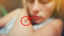 Dengue Machar Kab Katta Hai | डेंगू मच्छर कब काटता है | डेंगू मच्छर सिर्फ दिन में काटता है क्या