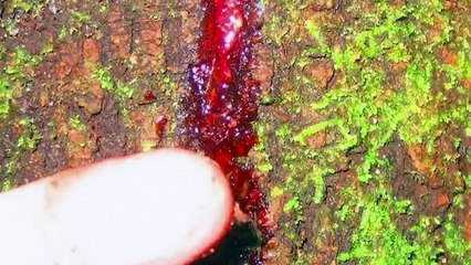 MOST UNUSUAL LOOKING TREES in the World