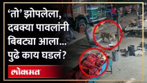 तरुण बाहेर झोपलेला, बिबट्या हळूच आला... धक्कादायक घटना सीसीटीव्हीत कैद | Leopard Viral Video | AM3