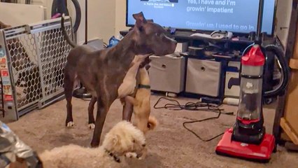 Vibey Chihuahua humps his dog pal's leg while listening to Chris Brown