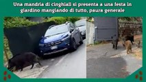 Una mandria di cinghiali si presenta a una festa in giardino mangiando di tutto, paura generale