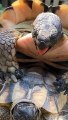 Turtle Extreme Love ❤ _ Funny Trends #funny #animals #pets #viral #viralvideo #ytshorts #shorts