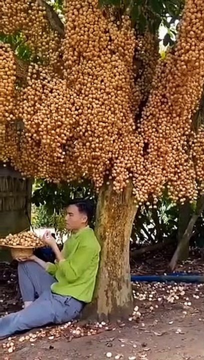 buah nya banyak banget