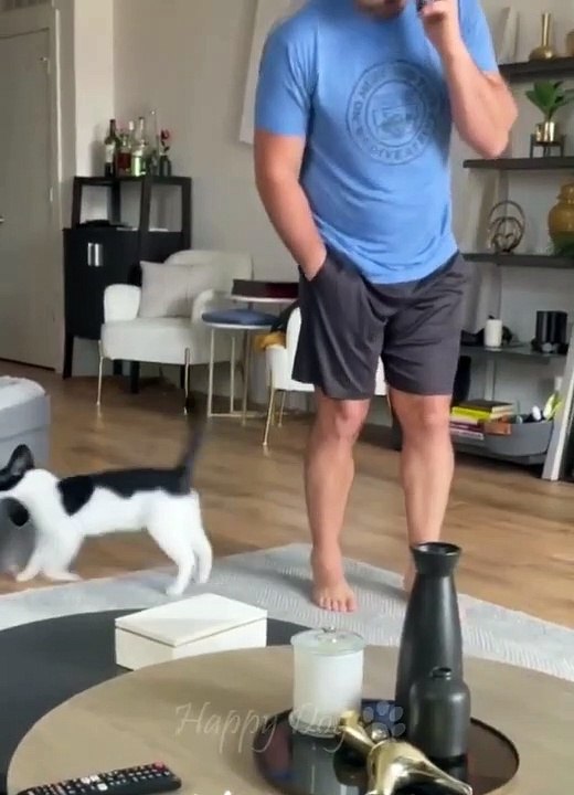 Funny animals - Funny cats _ dogs - Funny animal videos 289