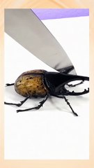 Cakes That Look Like Real Things