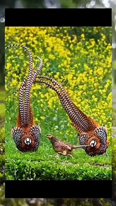 Funny Birds Running