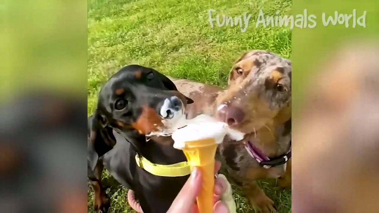 Funny Animal Videos 2023  - Funniest Dogs and Cats Videos  #1
