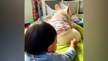 LOL Amimal Memes - Funniest Animals Video  2023 _ Pets Island