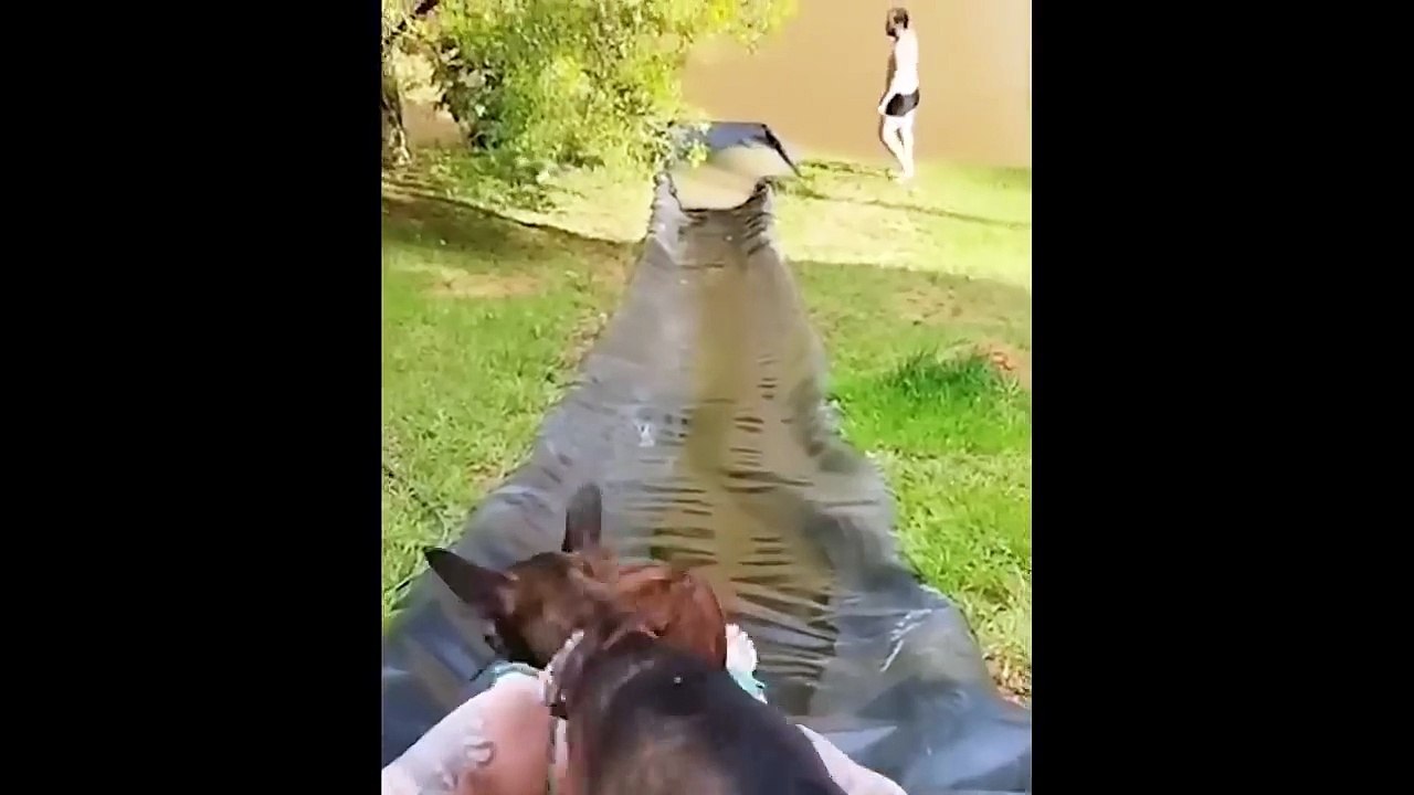 Funniest Animals Videos 2023  Try Not To Laugh Funny Dogs And Cat