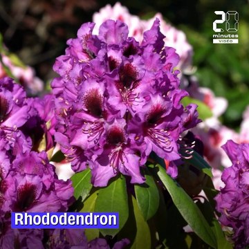 Printemps : Attention dangers pour nos chiens et chats