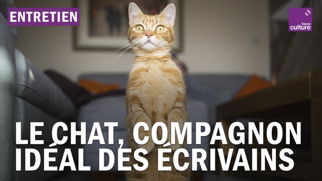 Le chat, source d'inspiration (infinie) des écrivains