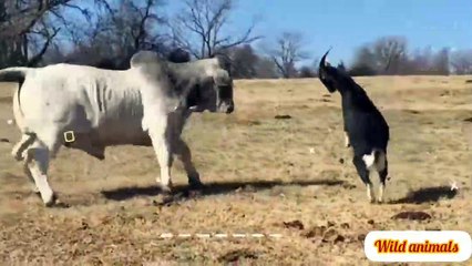 When animals messed with wrong enemy