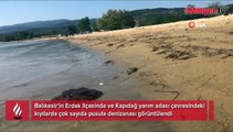 Erdek ve Kapıdağ yarım adası kıyılarında pusula denizanası uyarısı