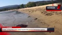 Erdek ve Kapıdağ yarım adasında pusula denizanası uyarısı