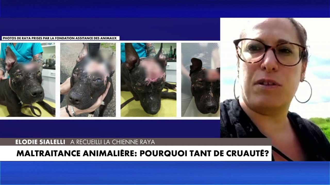 Elodie Sialelli sur la chienne qui subi des actes de torture dans l’Oise : «Elle est devenue notre petite mascotte»