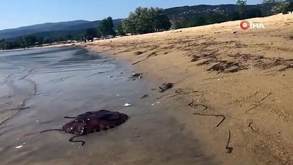 Balıkesir’in Erdek ilçesinde pusula denizanası uyarısı!