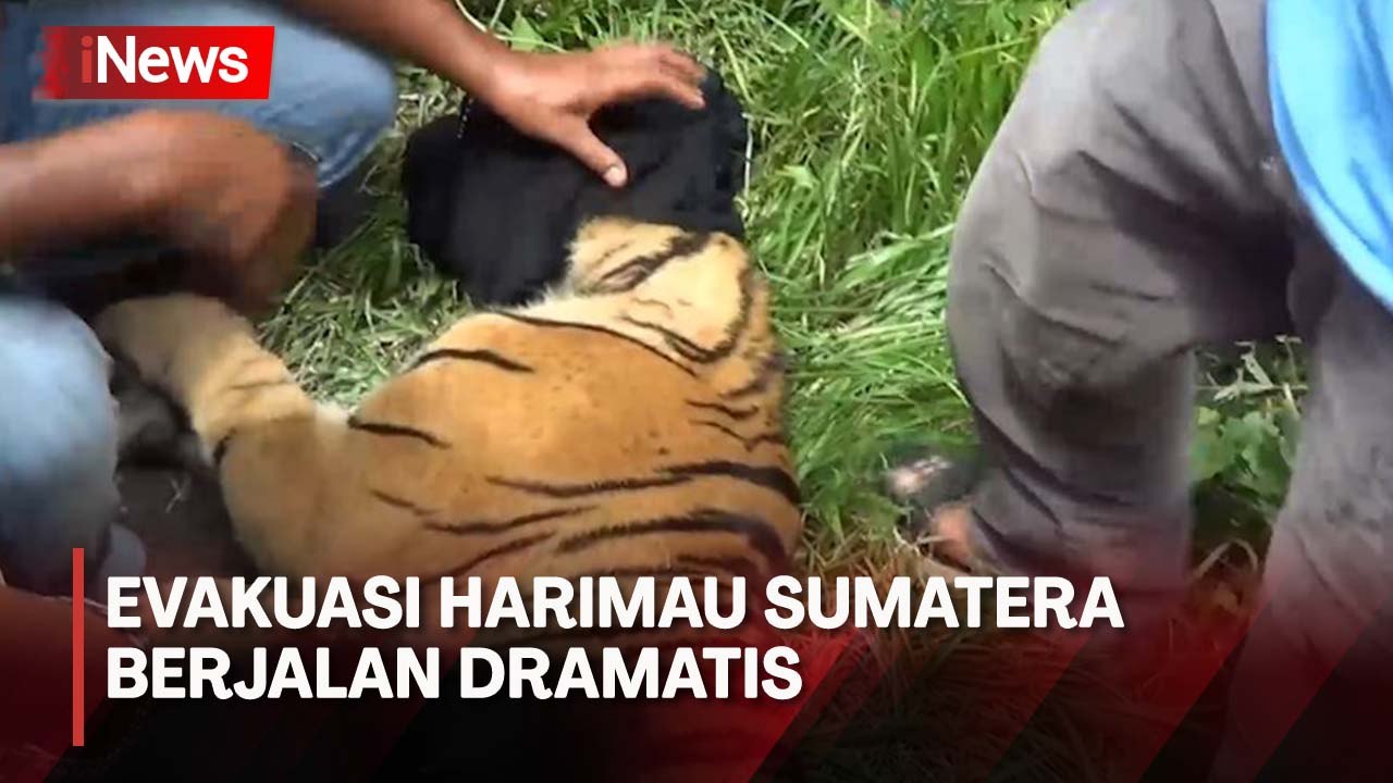 Evakuasi Harimau Sumatera yang Terjebak Jerat Babi Berjalan Dramatis