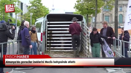 Almanya'da çevreciler ineklerini Meclis bahçesinde otlattı
