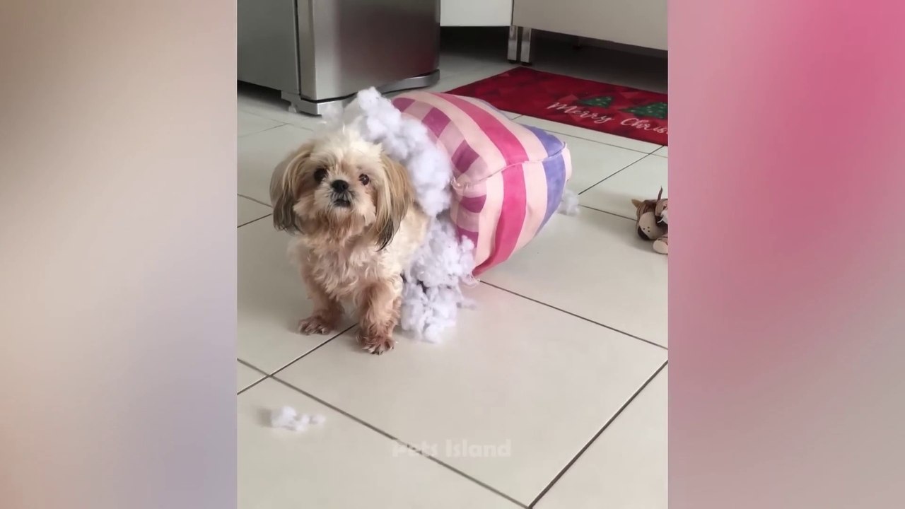 Funny Dogs Reaction Moments - Funniest Animals Video  2023 - Humor Hub