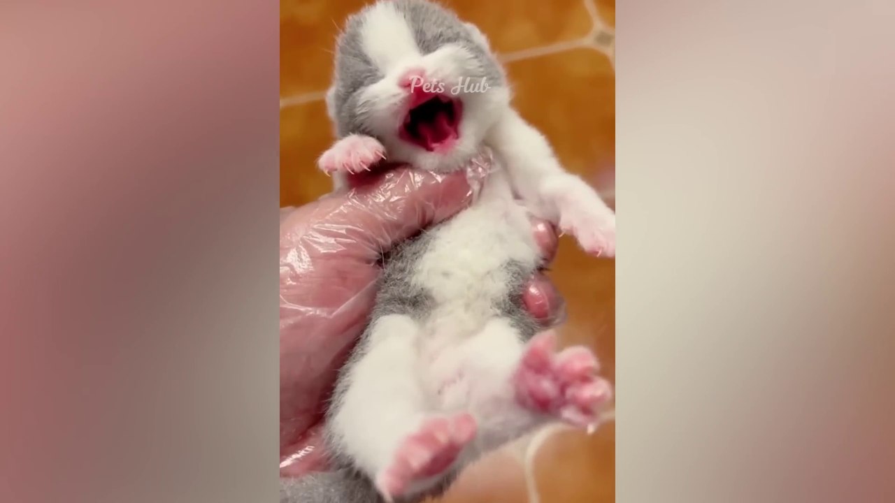 Funniest Cats and Dogs  Funny Animals 2023