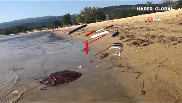 Marmara Denizi’nde pusula denizanası uyarısı! Sakın temasta bulunmayın