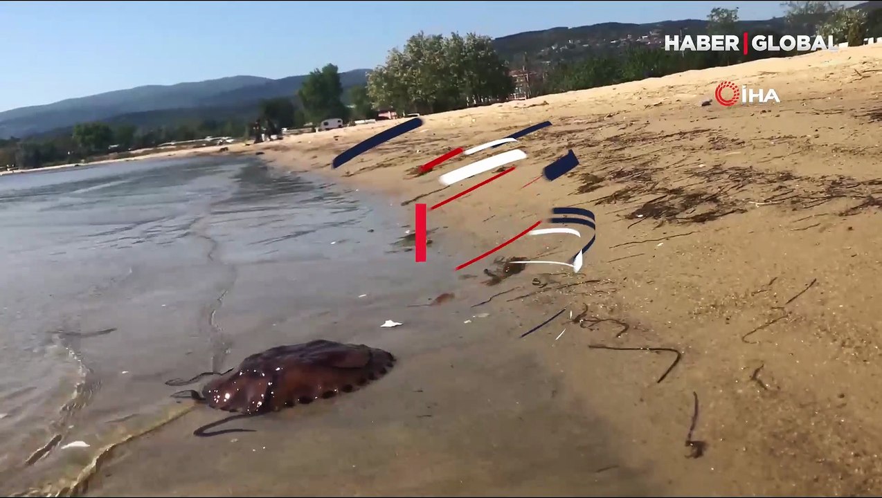 Marmara Denizi’nde pusula denizanası uyarısı! Sakın temasta bulunmayın