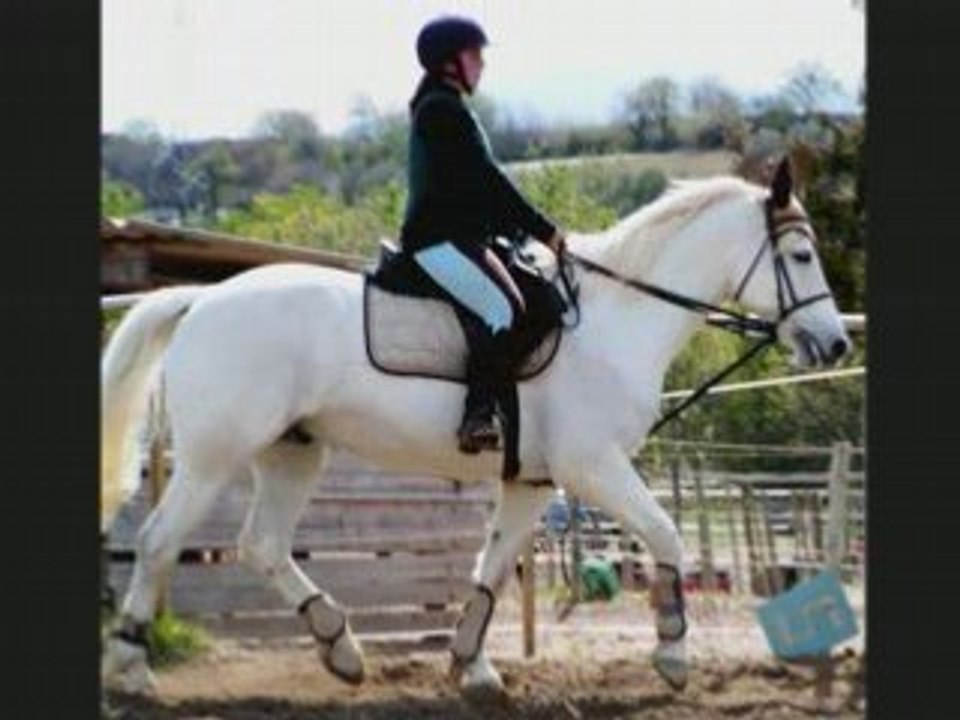 cour de dressage