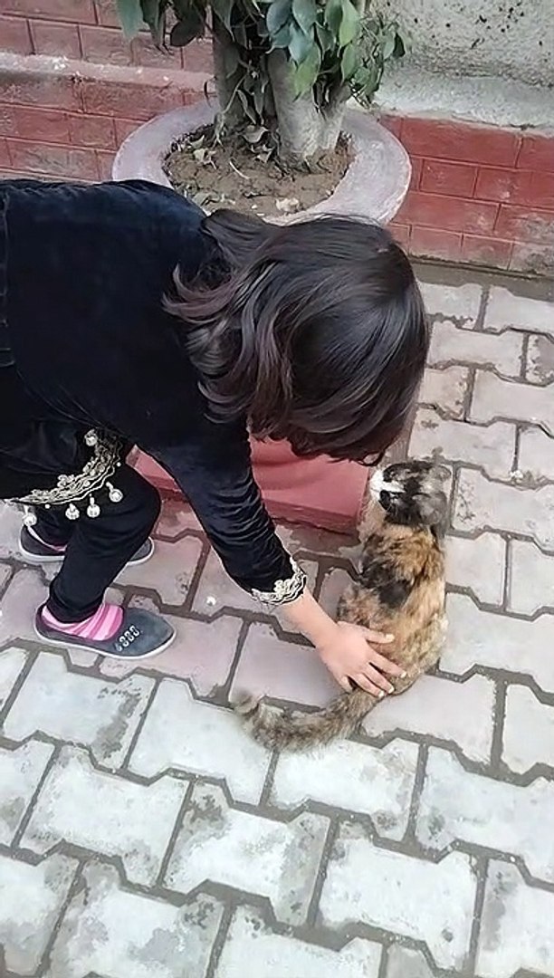 Funny pets