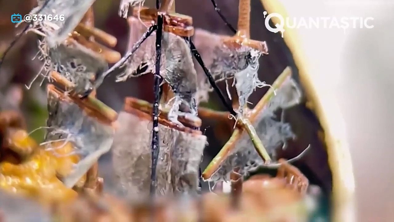 Artist Builds Tiny Realistic Diorama Inside a Nutshell video Dailymotion