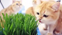 Cute cats like to eat green grass