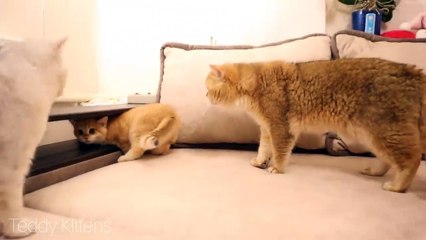 Cute british golden kittens