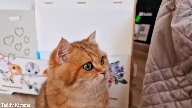 Cute kittens going for a walk Two weeks after birth