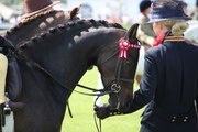 56 photographs from last week's Balmoral Show