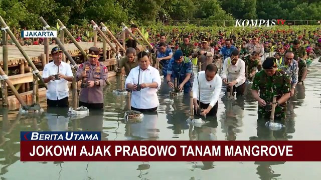 Momen Jokowi Tanam Mangrove di Taman Wisata Alam Angke Kapuk Bersama Prabowo!