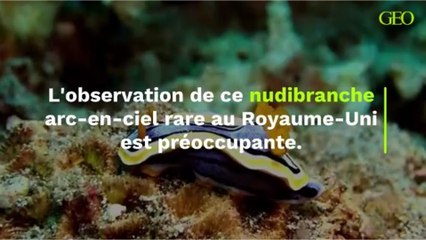 L'observation de ce nudibranche arc-en-ciel rare au Royaume-Uni est préoccupante.
