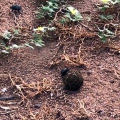 Dung Beetle Protects His Dung Ball