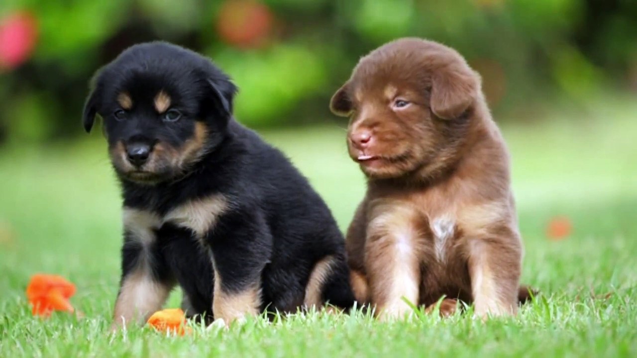 Cute Puppy baby dog playing - video Dailymotion