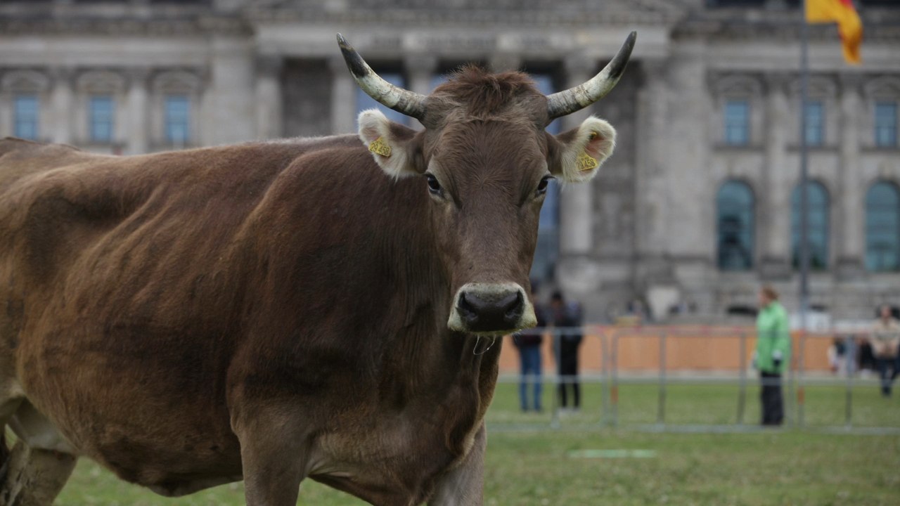 Kühe vor dem reichstagsgebäude als protestaktion